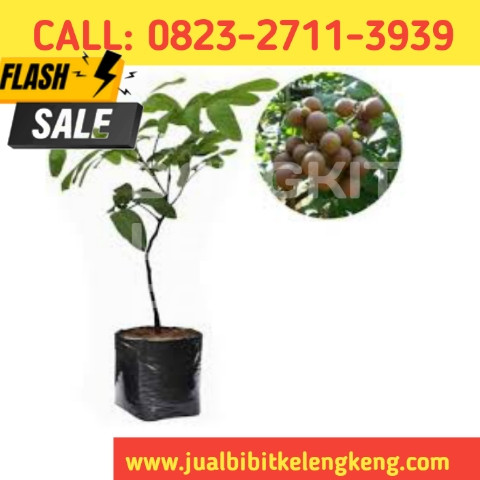 TEREKOMENDASI ! CALL: 0823-2711-3939 Toko Bibit Kelengkeng Thailand.jpg