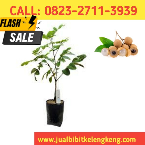 TERPERCAYA ! CALL: 0823-2711-3939 Suplier Bibit Kelengkeng Trubus.jpg