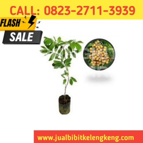 TERCEPAT ! CALL: 0823-2711-3939 Jual Bibit Kelengkeng Telaga Nursery.jpg