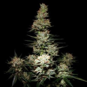 Marijuana Seeds Online.jpg