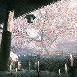 とも ロウ イラスト集販売中 桜回廊・昼 0 88991750 11298213 5184x2916