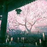 とも ロウ イラスト集販売中 桜回廊・夜 0 88984126 11298213 5184x2916