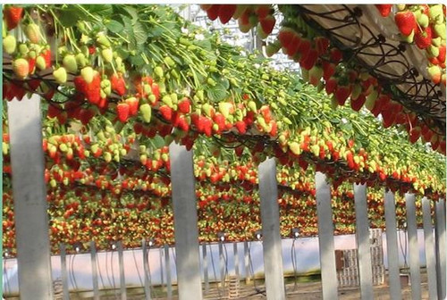 growing bags for strawberries.jpg