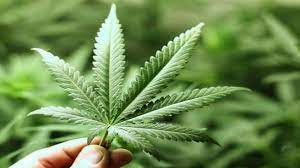 Best Growlight USA.jpg