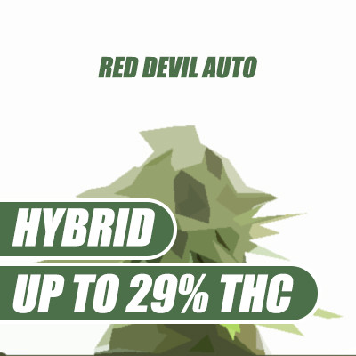 Red Devil Autoflower Seeds.jpg