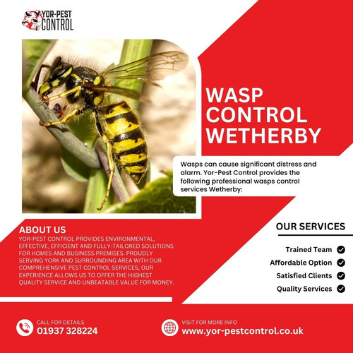 WASP Control Wetherby Yor Pest Control.jpg