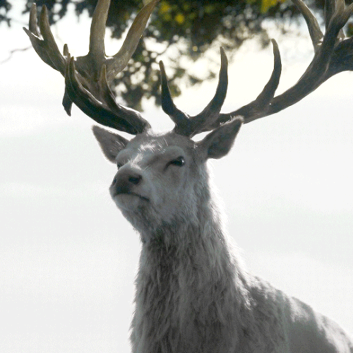 tumblr 4974ff2858a58dbec97fb7aae1ac5b65 f67dcbbc 540.gif