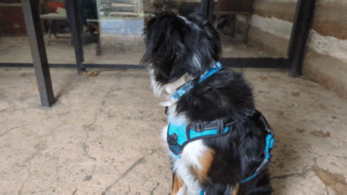 PXL 20230311 160454228 exported stabilized 1678551311812.gif