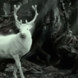 tumblr ozwna91tvz1ru4qnlo3 r2 500.gif