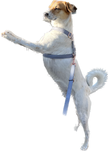 IMG 3920.png
