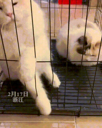 kot3.gif