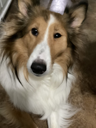 hazel2.jpg