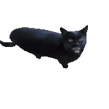 meow.gif