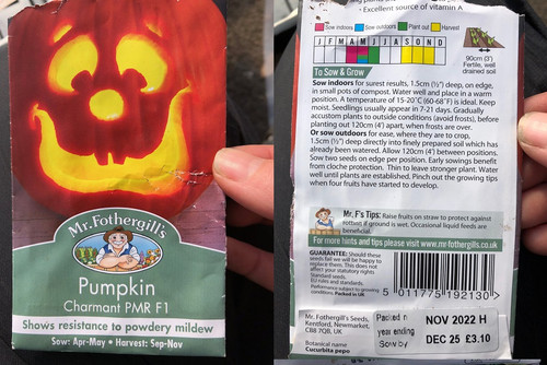 Pumpkin Fothergills Charmant PMR F1.jpg