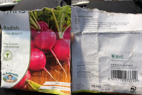 Radish Fothergills Pink Beauty.jpg
