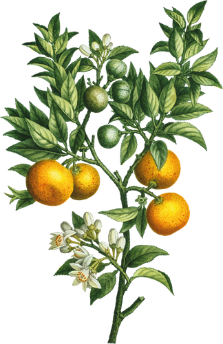 HTC Heritage Library Citrus Club 03Element 5.png