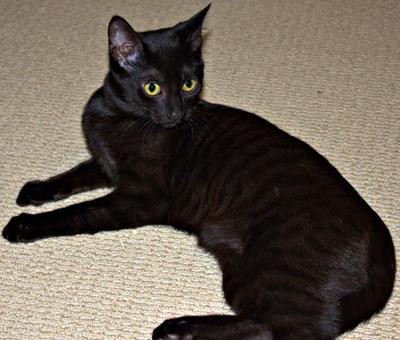 bubbles a black cat with stripes 21702654.jpg