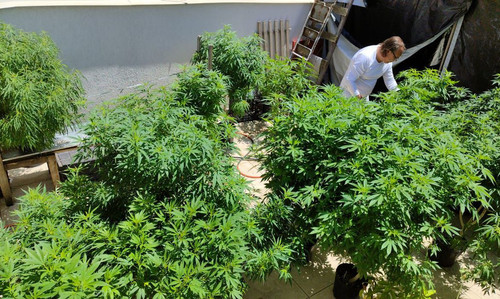 cannabisvendafarm alo alo bahia.jpg