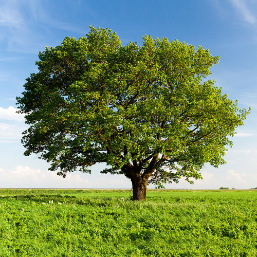 7 Tree Day copy 2.jpg