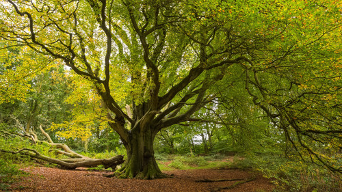 beech tree clent hills worcestershire 1591489 copy 2.jpg