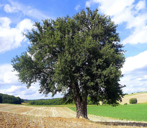 Birnbaum am Lerchenberg retouched copy 2.jpg