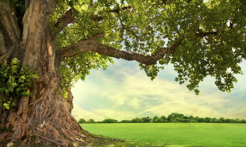 tree copy 2.jpg