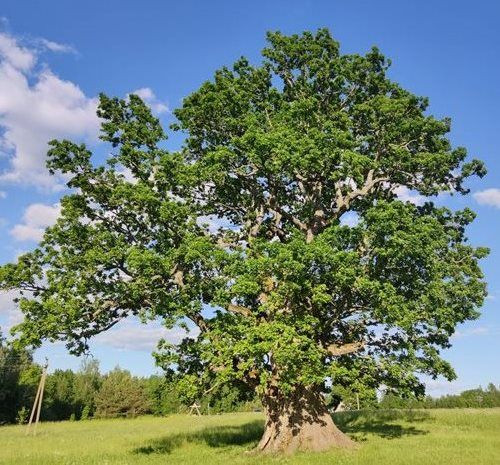 Voluntary protection of heritage trees able to cov 002ca0ba01 copy 2.jpg