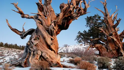white mountains bristlecone pine copy.webp