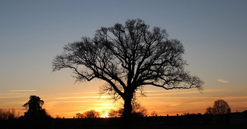 tree coverage copy 2.jpg