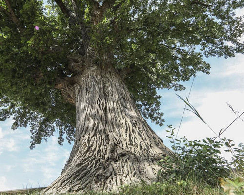 oak tree copy 2.jpg