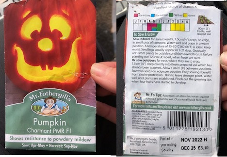 Pumpkin Fothergills Charmant PMR F1.jpg