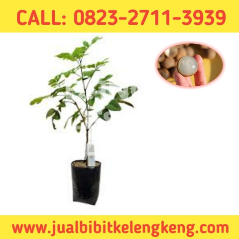 LANGSUNG PETANI ! CALL: 0823-2711-3939 Toko Bibit Kelengkeng Pingpong.jpg