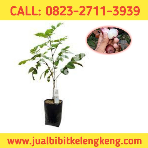 TERPERCAYA ! CALL: 0823-2711-3939 Toko Bibit Kelengkeng Merah Sudah Berbuah.jpg