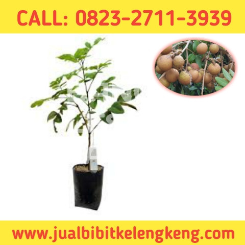 HARGA GROSIR ! CALL: 0823-2711-3939 Toko Bibit Kelengkeng Itoh Super.jpg