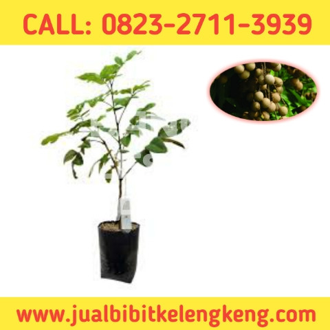 HARGA PETANI ! CALL: 0823-2711-3939 Toko Bibit Kelengkeng.jpg