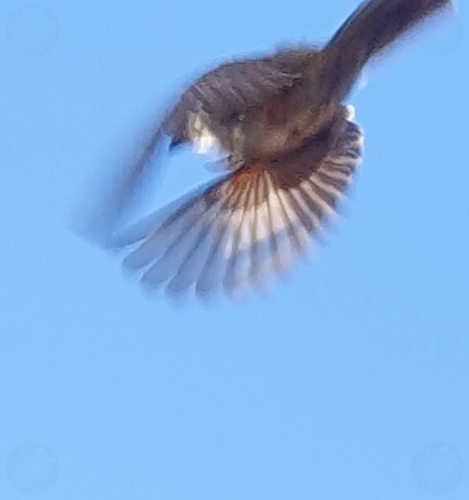 Blue Tit in-flight, wings! 14th March 2023