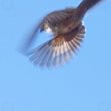 Blue Tit in-flight, wings! 14th March 2023
