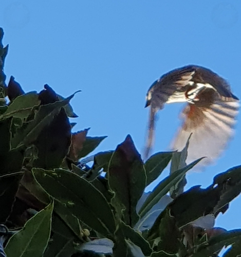 Blue Tit in-flight and bay leaves 14th March 2023