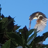 Blue Tit in-flight and bay leaves 14th March 2023