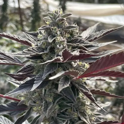 vanilla frosting feminized seeds 1 jpeg.webp