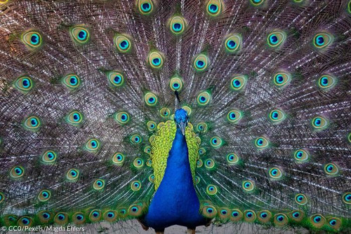Pfau Jesiden Symbol.jpg