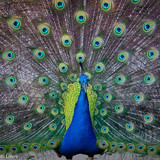 Pfau Jesiden Symbol