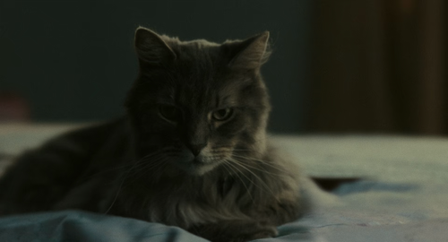 A.Man.Called.Otto.2022.BluRay.Pad.1080p.AAC.x265 10bit HDSPad.mp4 20230316 212404.883.png