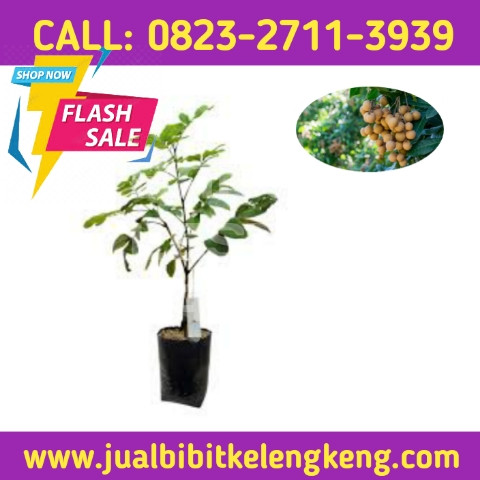 PRODUSEN BIBIT UNGGULAN ! CALL: 0823-2711-3939 Penjual Bibit Kelengkeng New Kristal.jpg