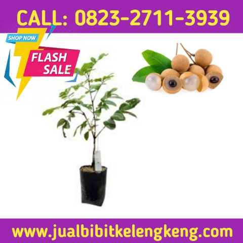 HARGA PARTAI ! CALL: 0823-2711-3939 Penjual Bibit Kelengkeng.jpg