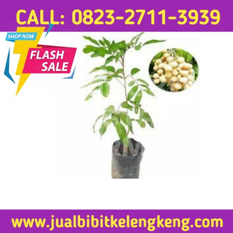 LANGSUNG PETANI ! CALL: 0823-2711-3939 Penjual Bibit Kelengkeng Matalada.jpg