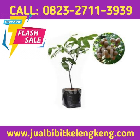 LANGSUNG DARI KEBUN ! CALL: 0823-2711-3939 Penjual Bibit Kelengkeng Itoh.jpg