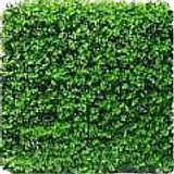 hedge