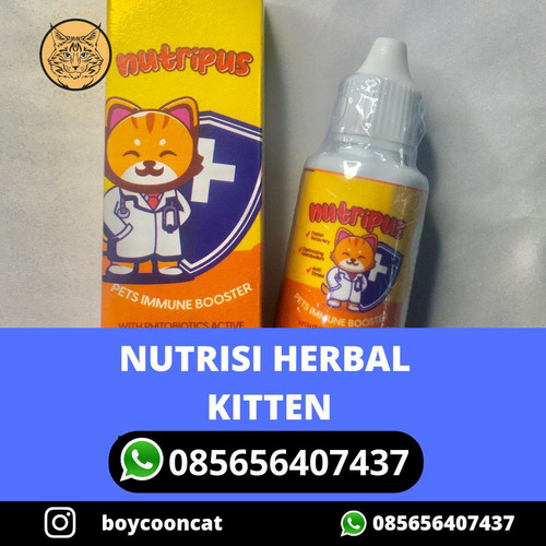 Nutrisi Herbal Kitten.jpg