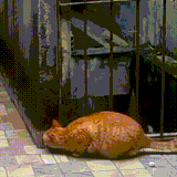koti4.gif